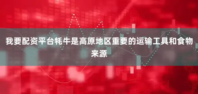 我要配资平台牦牛是高原地区重要的运输工具和食物来源